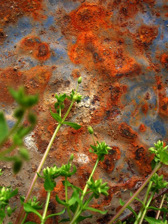 Asimétrica - Marijana Lucic