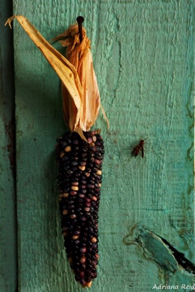 Las caras del bosque - Adriana Reid