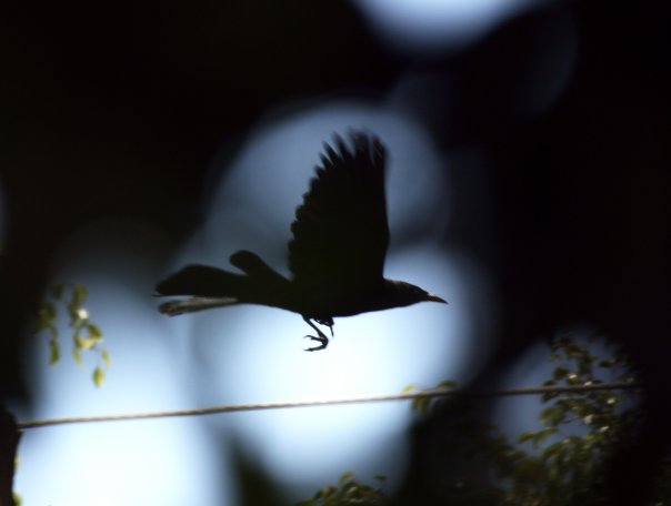 Adiós - Adriana Reid