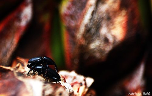 Tequila (en el agrave) - Adriana Reid
