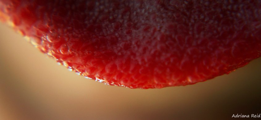 Macro / Lengua Adriana Reid